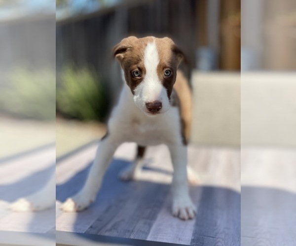 Medium Photo #3 Border Collie Puppy For Sale in CUPERTINO, CA, USA