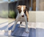 Small Photo #3 Border Collie Puppy For Sale in CUPERTINO, CA, USA