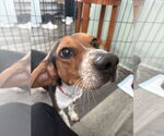 Small #2 Beagle