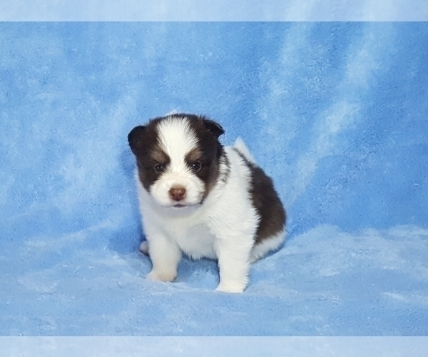 Medium Photo #30 Pomsky Puppy For Sale in RAMONA, CA, USA