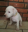 Puppy 3 Dogo Argentino