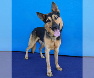 BLACKIE - Male German Shepherd Dog Dog for Adoption - Photo #2