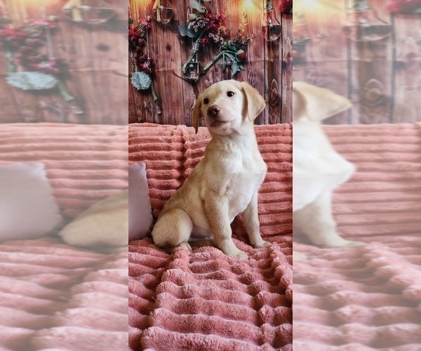 Medium Photo #3 Golden Labrador Puppy For Sale in SAYRE, PA, USA