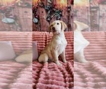 Small #2 Golden Labrador