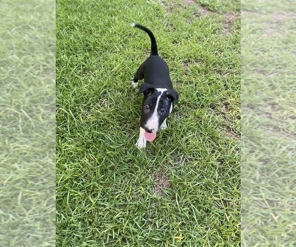 Medium Photo #13 Bull Terrier Puppy For Sale in ALACHUA, FL, USA