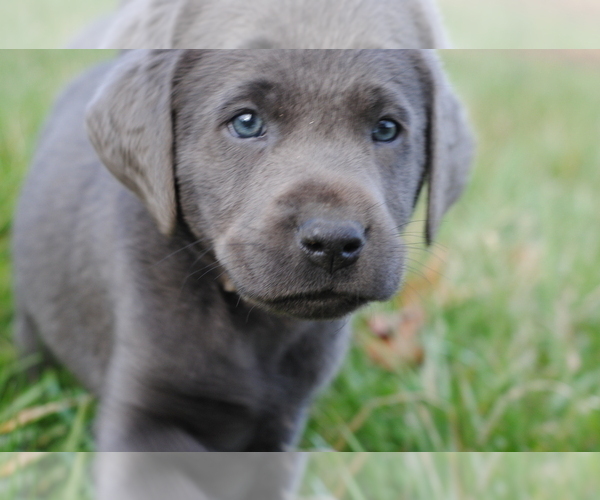 Medium Photo #6 Labrador Retriever Puppy For Sale in EDINBURG, VA, USA