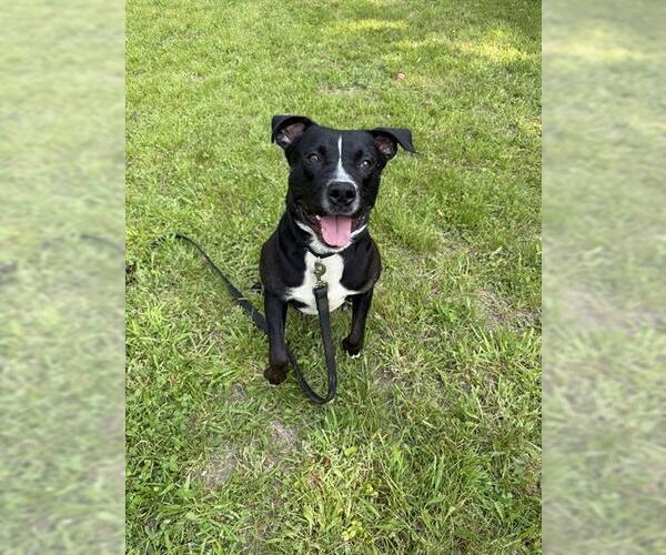 Medium Photo #3  Puppy For Sale in , 