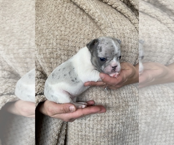 Medium Photo #8 French Bulldog Puppy For Sale in HILTON, NY, USA