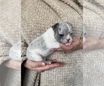Small Photo #8 French Bulldog Puppy For Sale in HILTON, NY, USA