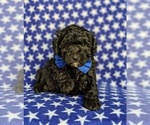 Small Photo #8 Poodle (Miniature) Puppy For Sale in KIRKWOOD, PA, USA