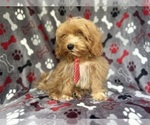 Small #2 ShihPoo