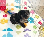 Small #10 Yorkipoo