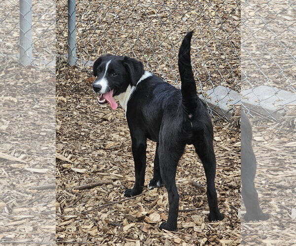 Medium Photo #6 Labrador Retriever Puppy For Sale in Bloomingdale, NJ, USA