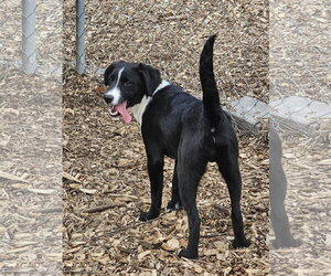 Ricky - Male Labrador Retriever Dog for Adoption - Photo #3