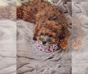 ShihPoo Puppy for Sale in KNOXVILLE, Tennessee USA