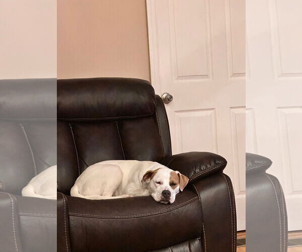 Medium Photo #4 American Pit Bull Terrier-Unknown Mix Puppy For Sale in Germantown, OH, USA