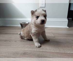 Siberian Husky Puppy for sale in FREMONT, NC, USA