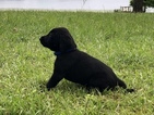 Small Photo #1 German Shorthaired Lab Puppy For Sale in DEFUNIAK SPRINGS, FL, USA