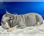 Small #7 French Bulldog