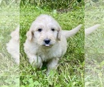 Image preview for Ad Listing. Nickname: Litter of 8