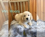 Small Golden Retriever