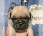 Puppy JOE Pug