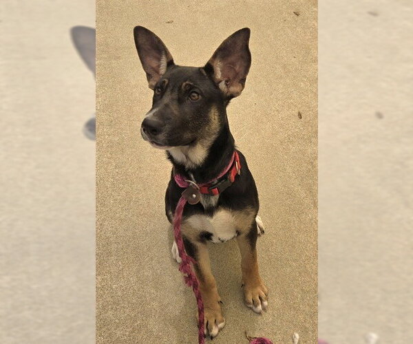 Medium Photo #1 German Shepherd Dog-Unknown Mix Puppy For Sale in Sacramento, CA, USA