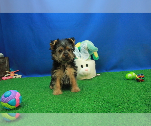 Medium Photo #4 Yorkshire Terrier Puppy For Sale in HICKORY, NC, USA