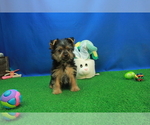 Small Photo #4 Yorkshire Terrier Puppy For Sale in HICKORY, NC, USA