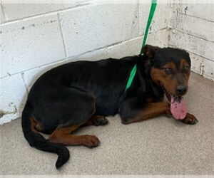 Rottweiler Dogs for adoption in San Bernardino, CA, USA