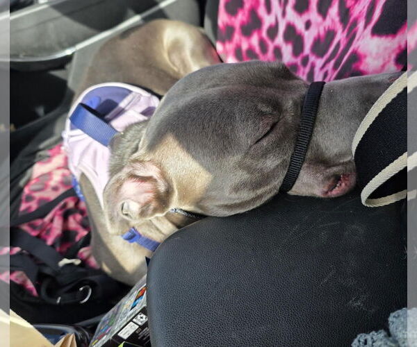 Medium Photo #17 American Pit Bull Terrier-Labrador Retriever Mix Puppy For Sale in Princeton, MN, USA