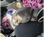 Small #16 American Pit Bull Terrier-Labrador Retriever Mix