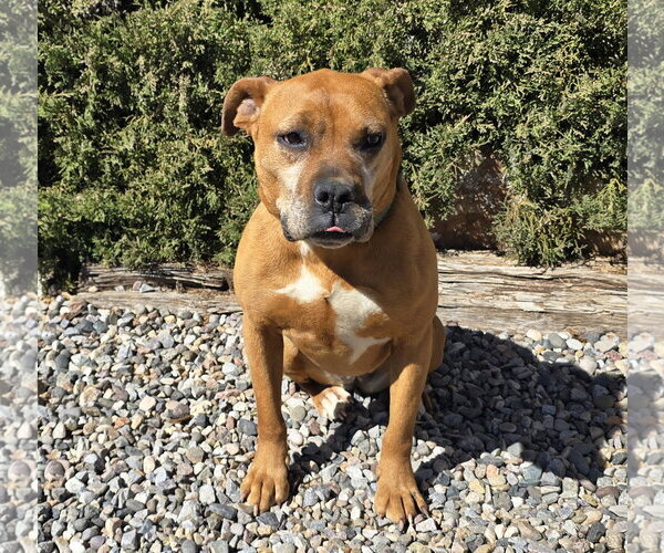 Medium Photo #4 American Staffordshire Terrier-Boxer Mix Puppy For Sale in Albuquerque, NM, USA