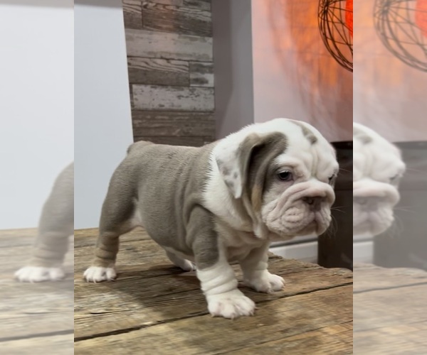 Medium Photo #8 Bulldog Puppy For Sale in LAWRENCE, IN, USA