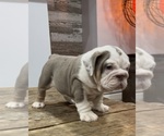 Small Photo #8 Bulldog Puppy For Sale in LAWRENCE, IN, USA