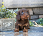 Puppy Jasmine Dachshund