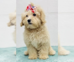 Bichpoo Puppy for sale in CINCINNATI, OH, USA