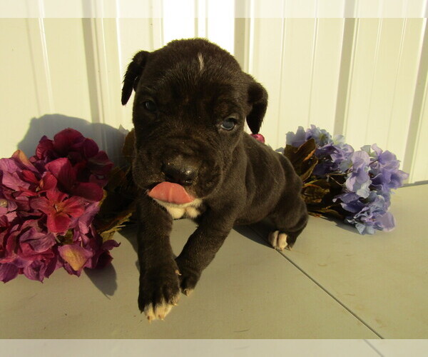 Medium Photo #14 Cane Corso Puppy For Sale in EMPIRE STATE, NY, USA
