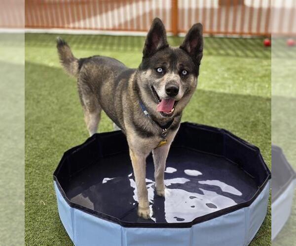 Medium Photo #2 Siberian Husky-Unknown Mix Puppy For Sale in Las Vegas, NV, USA