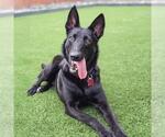 Small #4 German Shepherd Dog-Whippet Mix