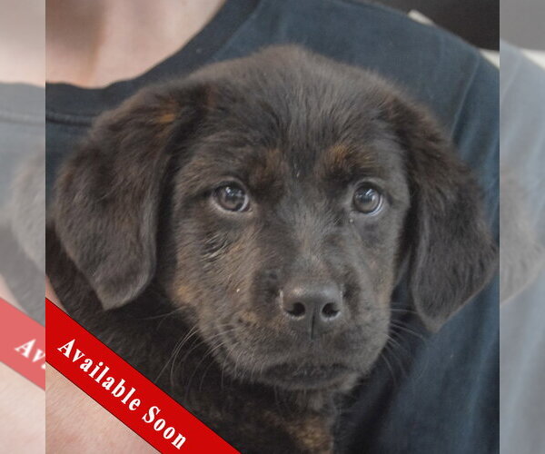 Medium Photo #1 Rottweiler-Unknown Mix Puppy For Sale in Huntley, IL, USA