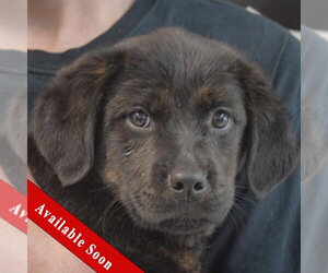 Rottweiler-Unknown Mix Dogs for adoption in Huntley, IL, USA