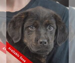 Small Rottweiler Mix