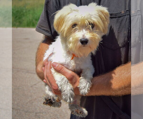 Medium Photo #3 Havanese Puppy For Sale in Huntley, IL, USA