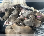 Small #16 Whippet