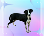 Small #3 Mutt
