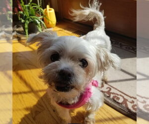 Maltese-Unknown Mix Dogs for adoption in Wheaton, IL, USA