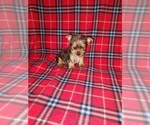 Small Photo #1 Yorkshire Terrier Puppy For Sale in LAPEER, MI, USA