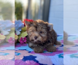 Yorkshire Terrier Puppy for sale in DAYTONA BEACH, FL, USA