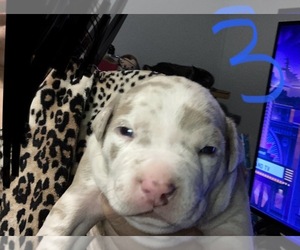 American Pit Bull Terrier-Cane Corso Mix Puppy for sale in ASHEBORO, NC, USA